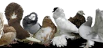 Výsledek obrázku pro holub logo